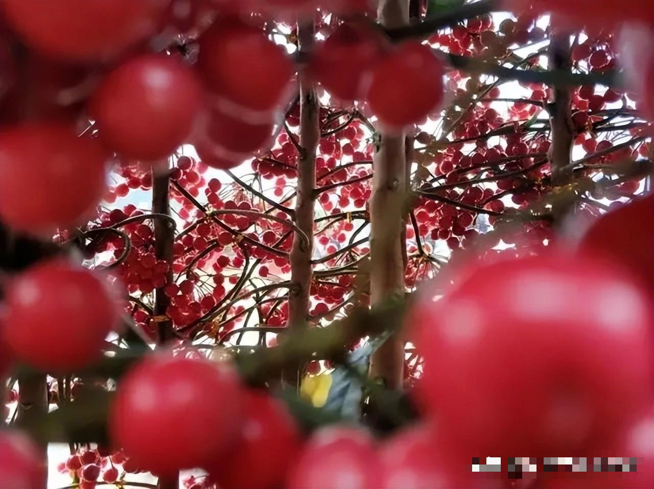 Tết Nguyên đán 2024 đặt trong nhà 9 cây cảnh đỏ rực, năm mới đầy nhà vàng ngọc, phúc lộc dồi dào - Ảnh 17.