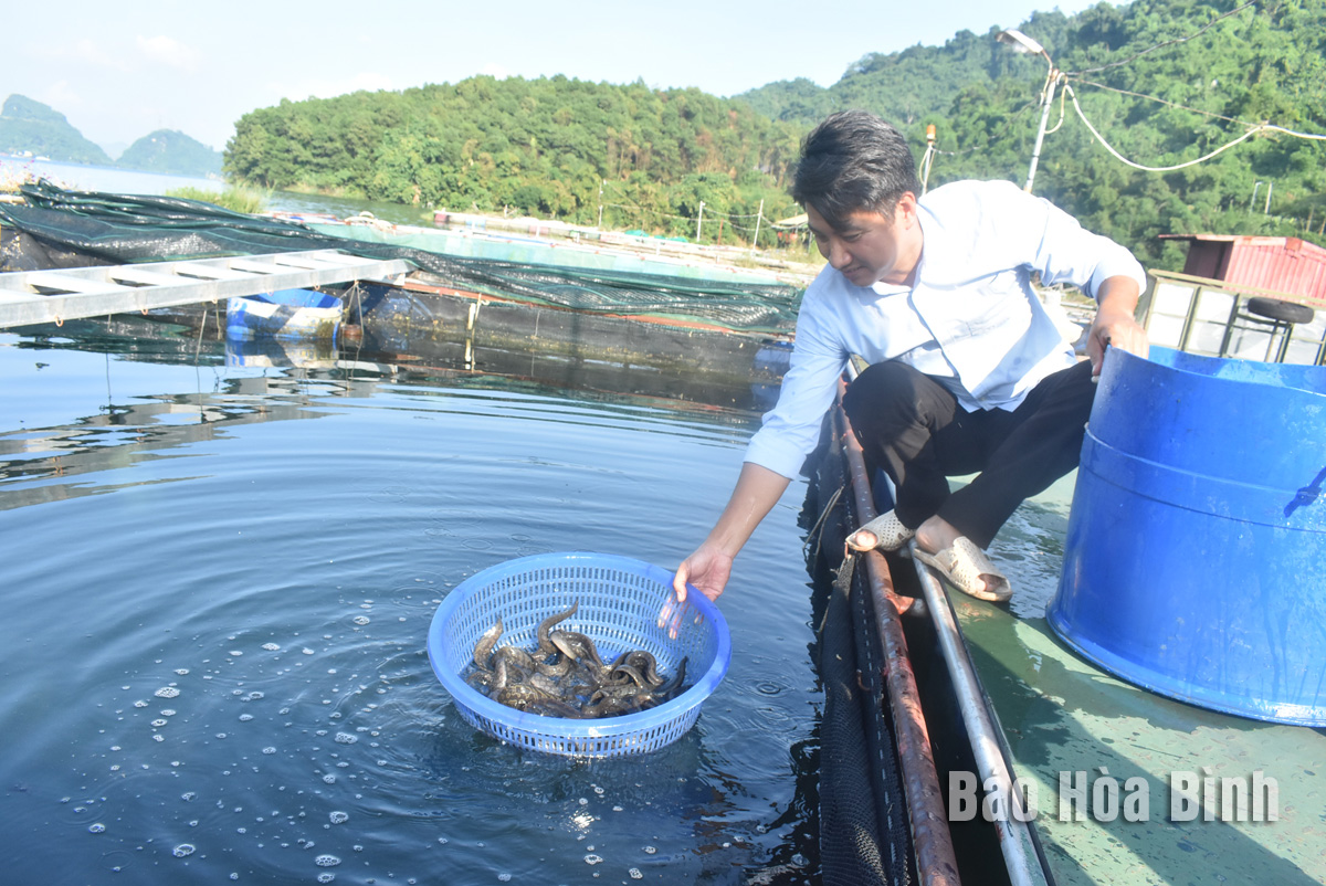 Ở hồ nước nhân tạo lớn nhất Hòa Bình, một người nuôi thành công cá chạch gai, bán 400.000 đồng/kg- Ảnh 1.