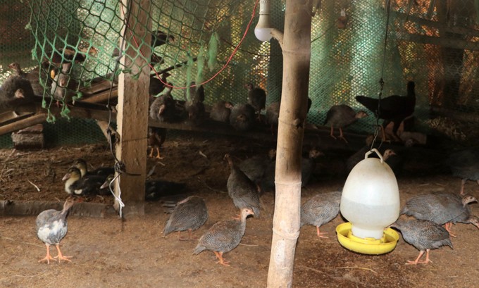 Loài gà có nguồn gốc từ gà rừng, nuôi thành công ở Quảng Ngãi, nông dân bán 150.000 đồng/kg- Ảnh 4.