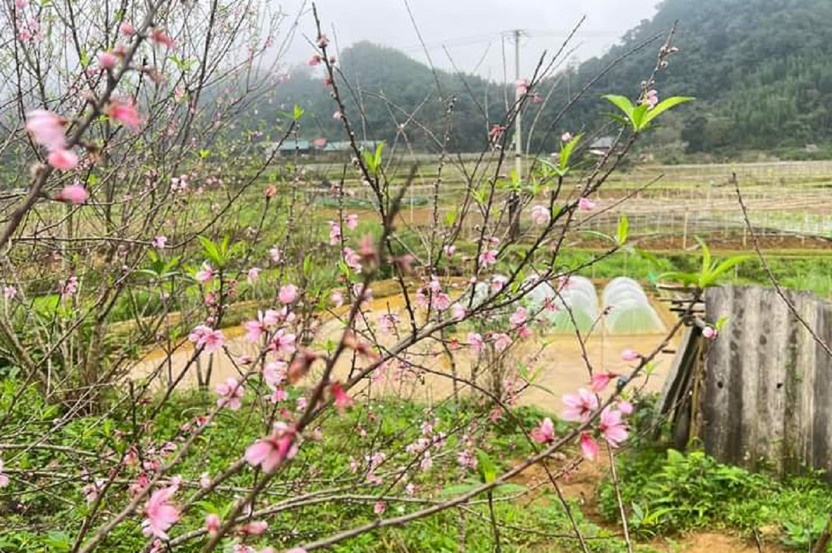 Cận cảnh đào rừng Thanh Hóa bật nụ, bung hoa đón xuân trong giá rét ở độ cao 1.800m so với mực nước biển- Ảnh 3.