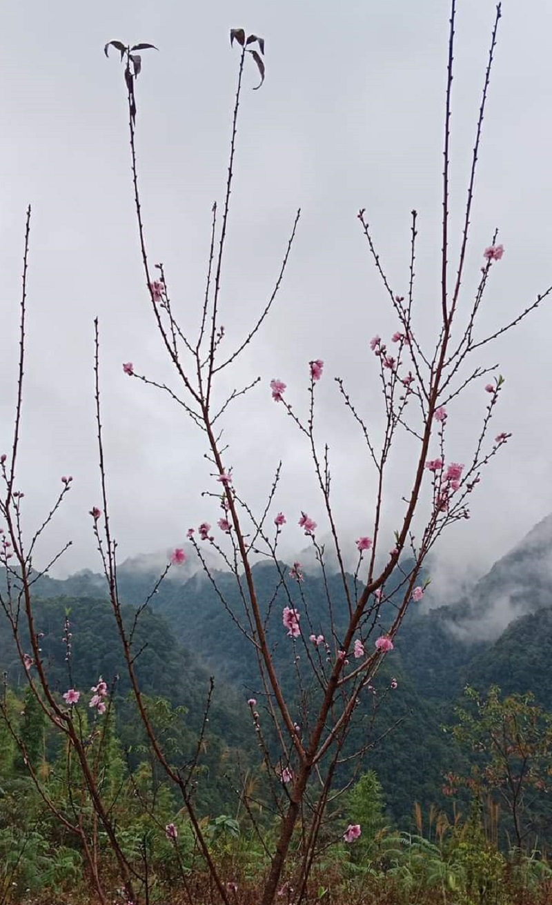 Cận cảnh đào rừng Thanh Hóa bật nụ, bung hoa đón xuân trong giá rét ở độ cao 1.800m so với mực nước biển- Ảnh 5.