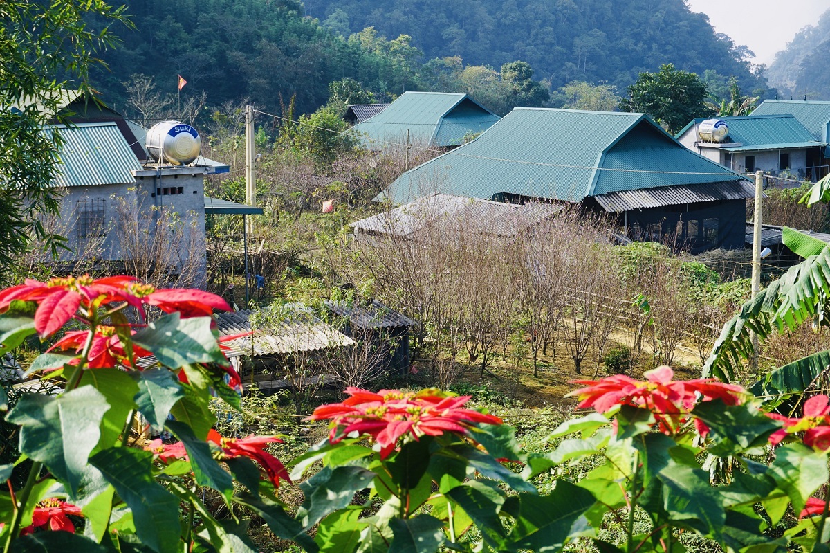 Cận cảnh đào rừng Thanh Hóa bật nụ, bung hoa đón xuân trong giá rét ở độ cao 1.800m so với mực nước biển- Ảnh 14.