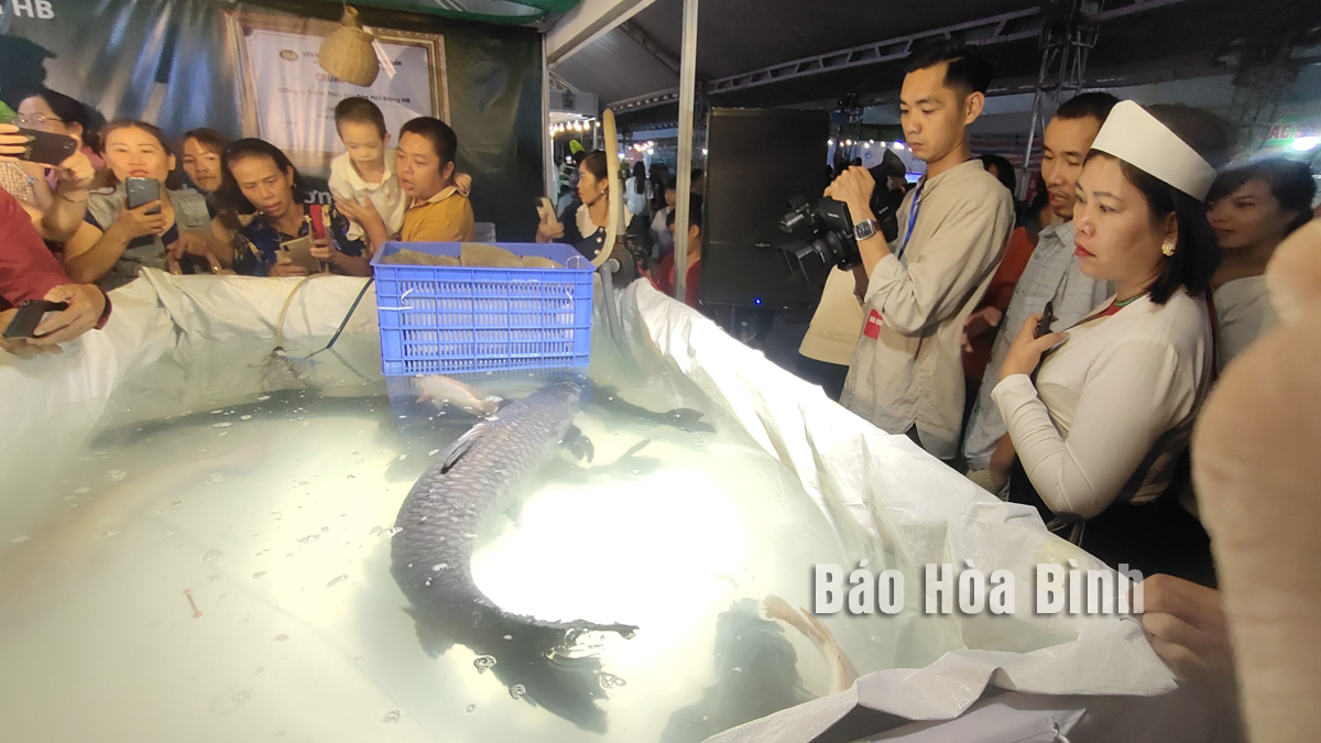 Tận mắt thấy một con cá "khổng lồ" nuôi trong hồ nước nhân tạo lớn nhất Đông Nam Á ở tỉnh Hòa Bình- Ảnh 2.