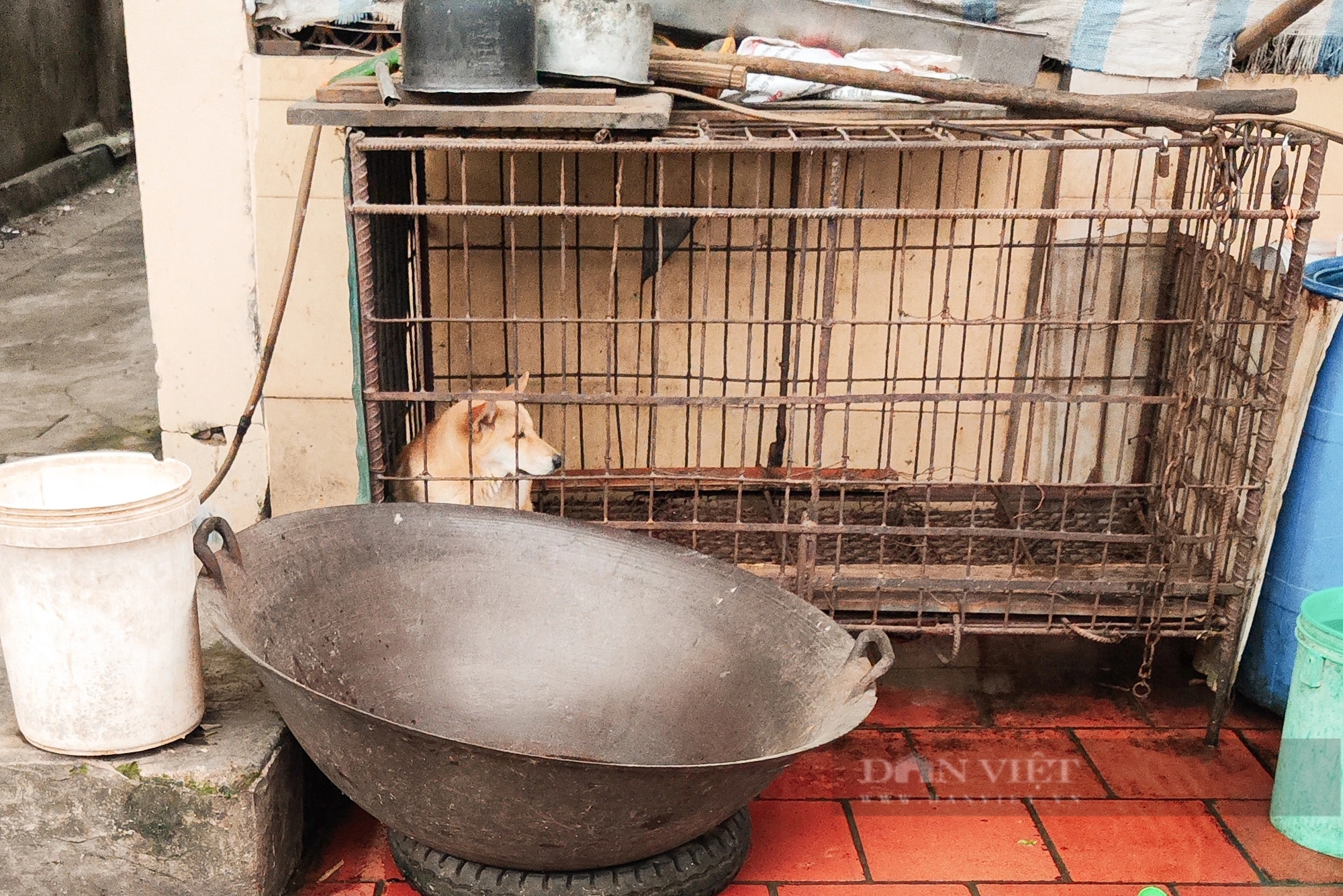 Chuyện lạ, ngôi làng "hễ đến Tết là ăn thịt chó" tại Hà Nội- Ảnh 4.