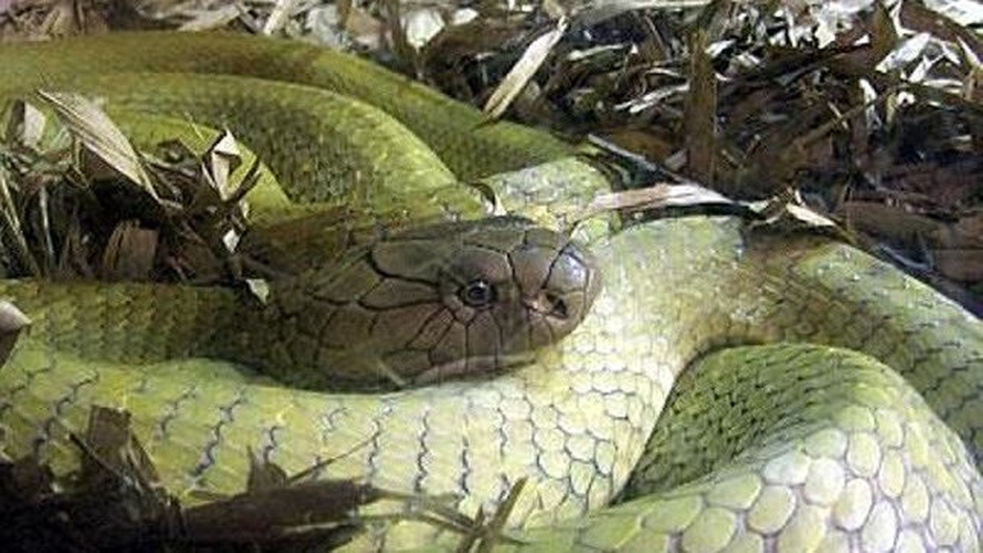 Huyền thoại về loài rắn hổ mây khổng lồ hàng chục kg ở hòn đảo lớn nhất Việt Nam- Ảnh 1.