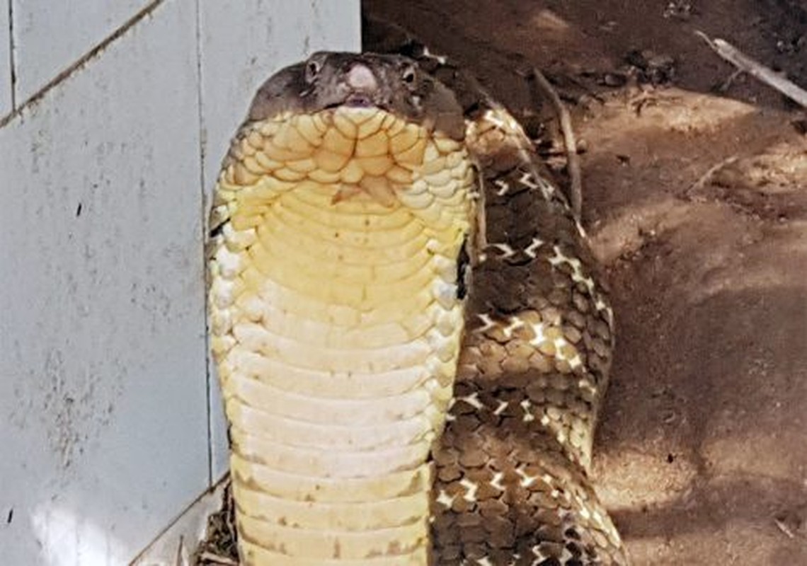 20 hình ảnh rắn hổ mang chúa to khổng lồ lớn nhất Thế Giới | Black mamba,  Nọc độc, Hình ảnh