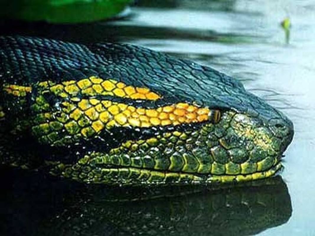 Huyền thoại về loài rắn hổ mây khổng lồ hàng chục kg ở hòn đảo lớn nhất Việt Nam- Ảnh 6.