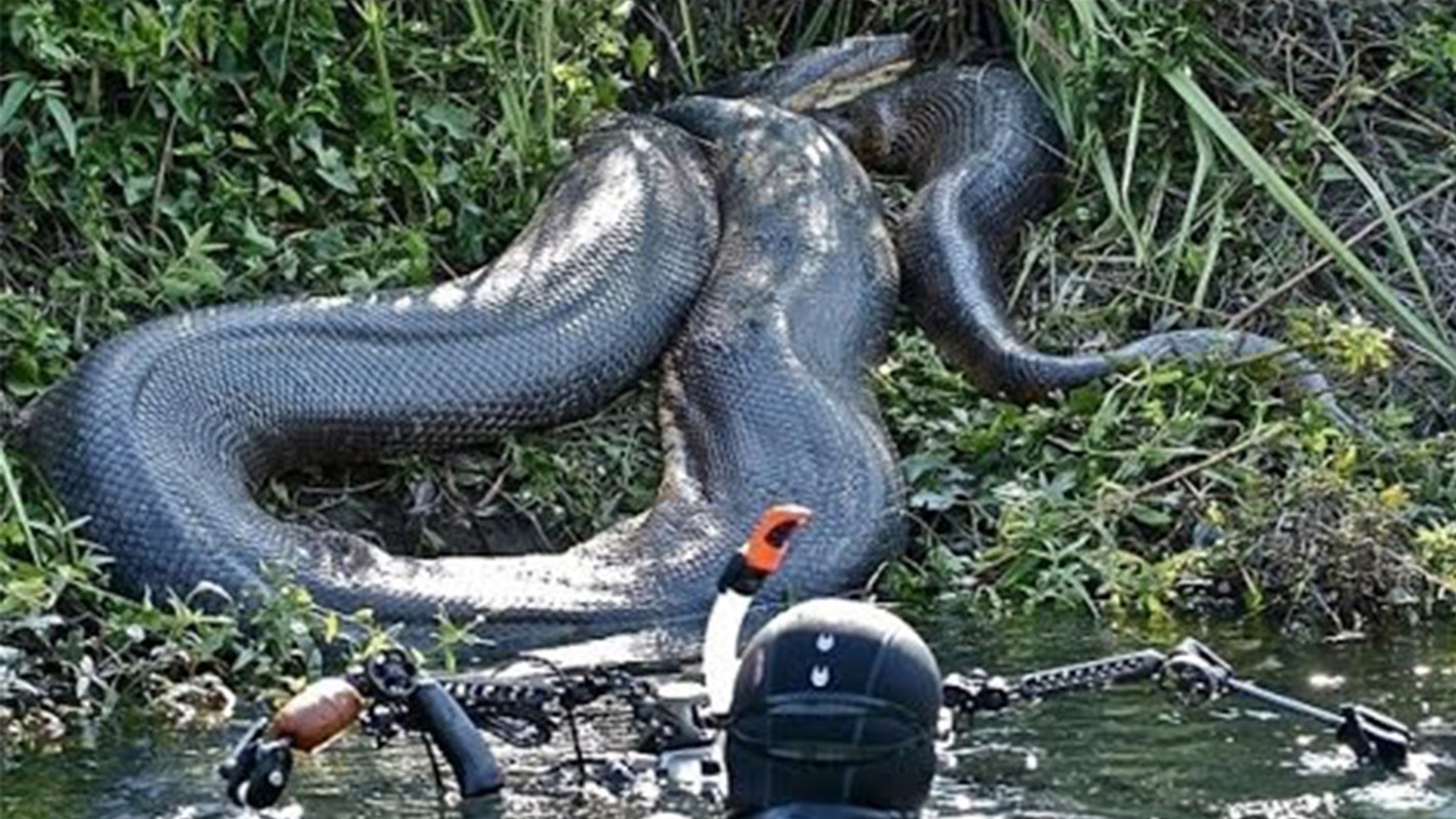 Huyền thoại về loài rắn hổ mây khổng lồ hàng chục kg ở hòn đảo lớn nhất Việt Nam- Ảnh 7.