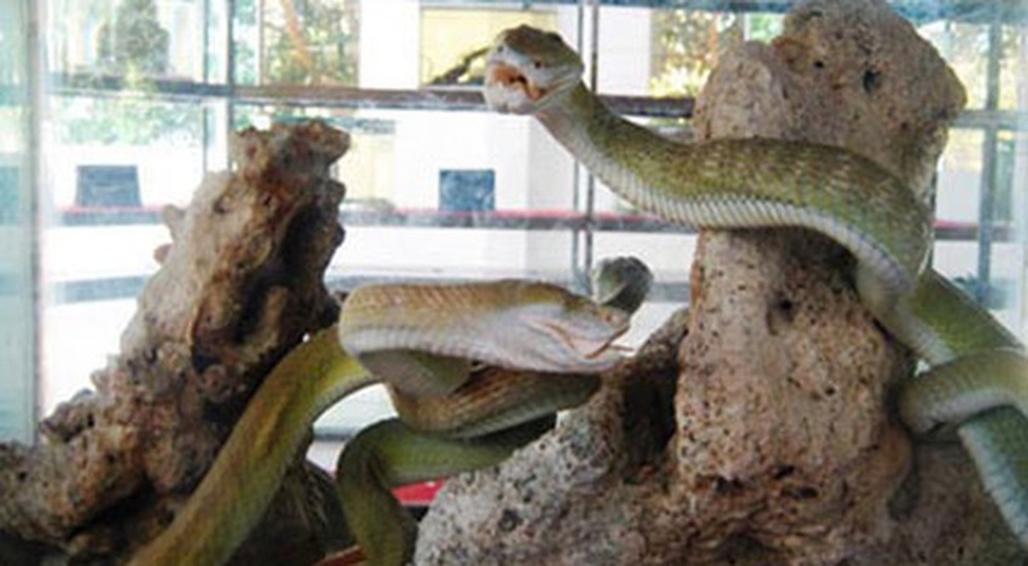 Huyền thoại về loài rắn hổ mây khổng lồ hàng chục kg ở hòn đảo lớn nhất Việt Nam- Ảnh 9.