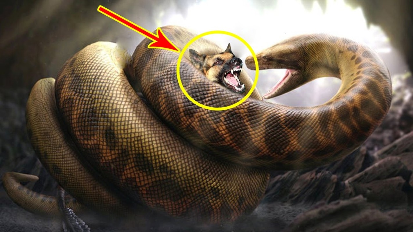 Huyền thoại về loài rắn hổ mây khổng lồ hàng chục kg ở hòn đảo lớn nhất Việt Nam- Ảnh 10.