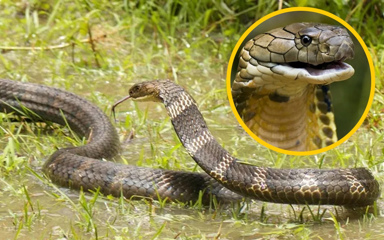Huyền thoại về loài rắn hổ mây khổng lồ hàng chục kg ở hòn đảo lớn nhất Việt Nam- Ảnh 11.