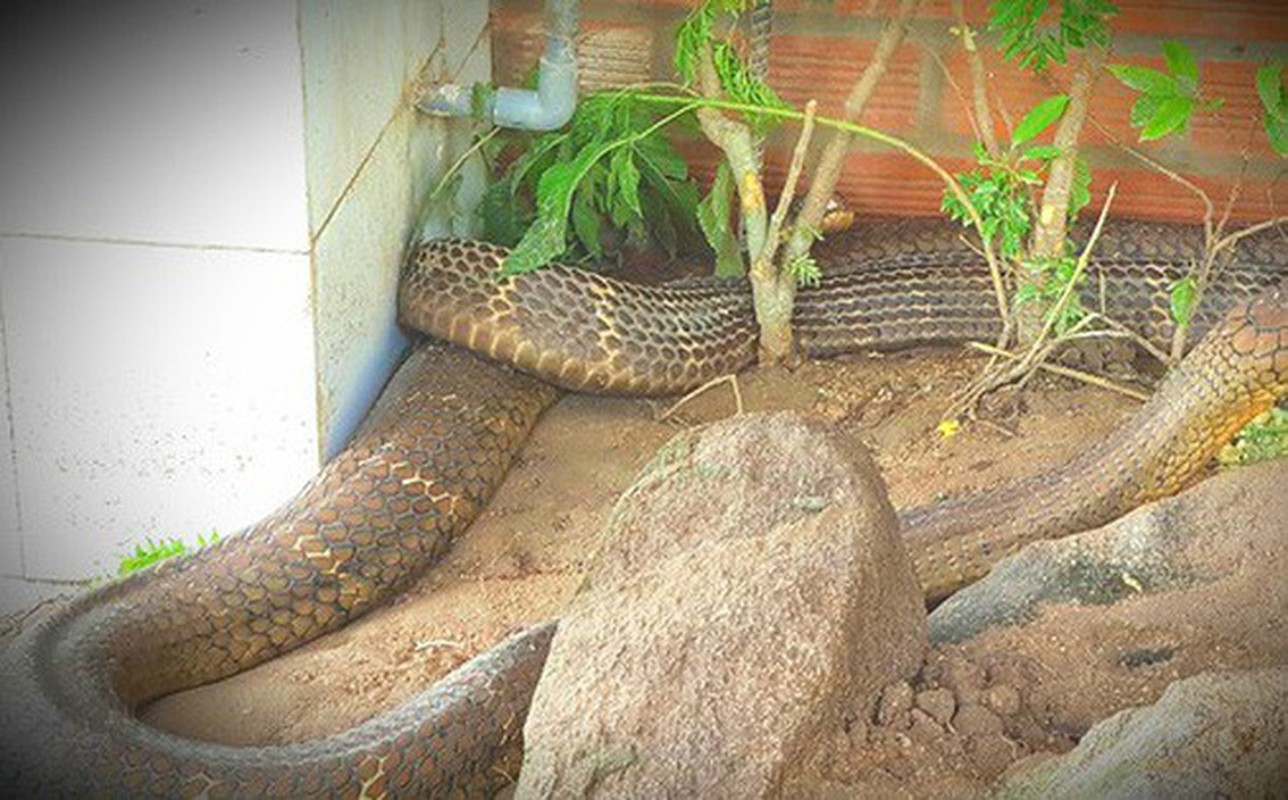 Huyền thoại về loài rắn hổ mây khổng lồ hàng chục kg ở hòn đảo lớn nhất Việt Nam- Ảnh 12.