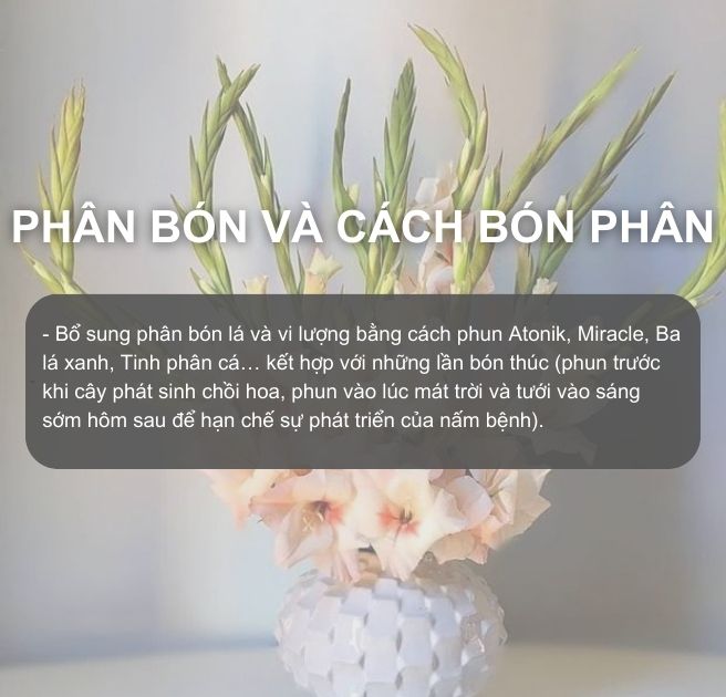 SỔ TAY NHÀ NÔNG: Kỹ thuật trồng hoa lay ơn đạt hiệu quả cao - Ảnh 4.