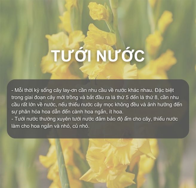 SỔ TAY NHÀ NÔNG: Kỹ thuật trồng hoa lay ơn đạt hiệu quả cao - Ảnh 5.