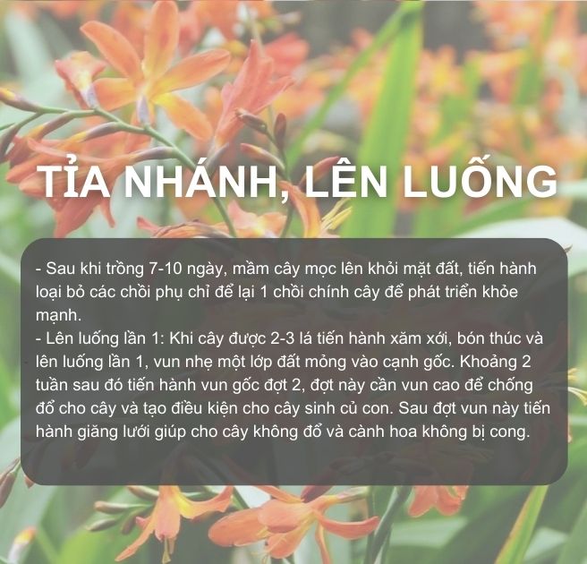 SỔ TAY NHÀ NÔNG: Kỹ thuật trồng hoa lay ơn đạt hiệu quả cao - Ảnh 6.