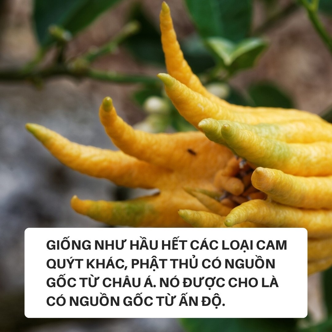 Loại quả được gọi là tay Phật, chuyên thờ Tết nhưng công dụng không phải ai cũng biết- Ảnh 2.