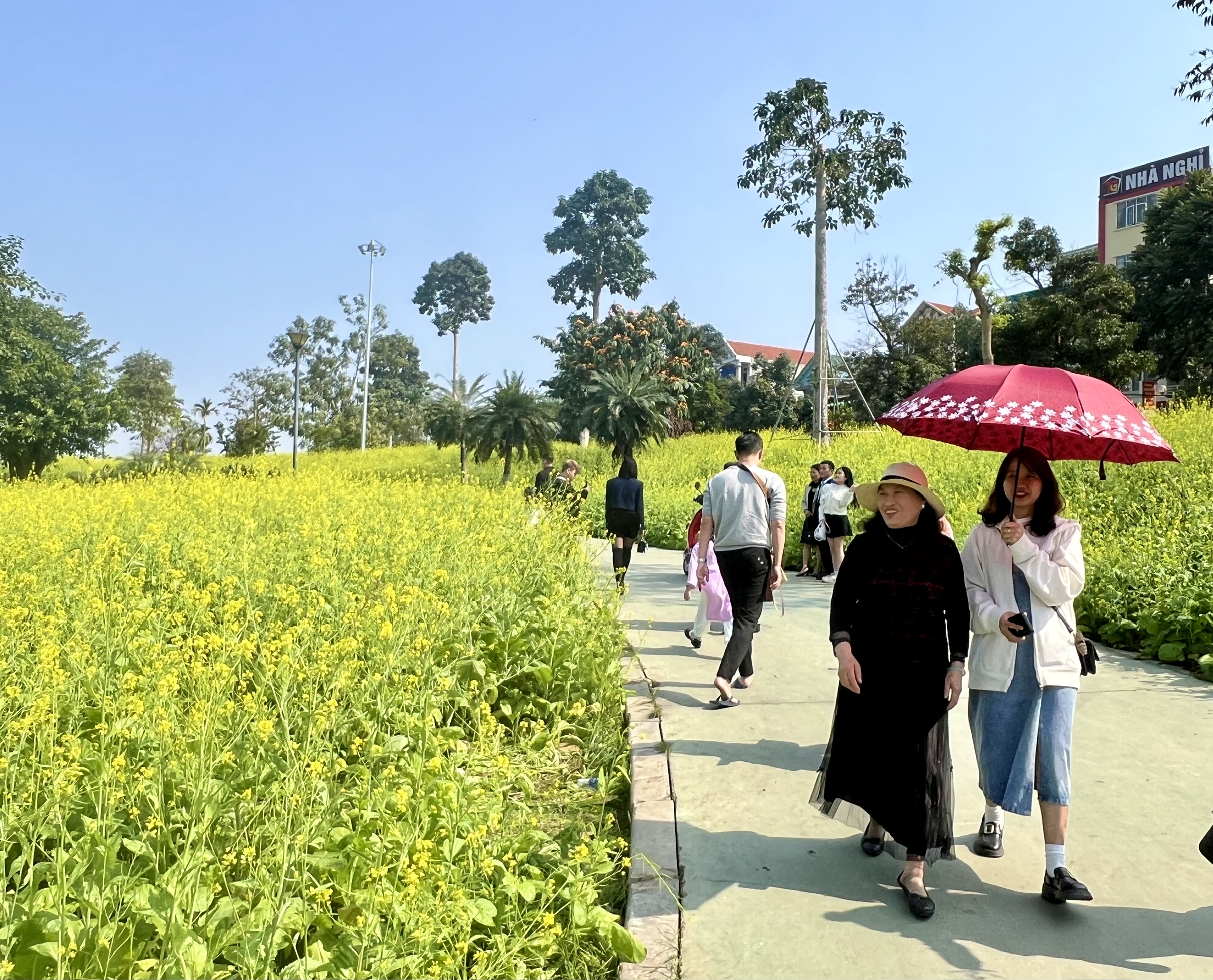 Mê mẩn vườn hoa cải vàng rực ở Phú Thọ, khách check-in quên lối về- Ảnh 1.