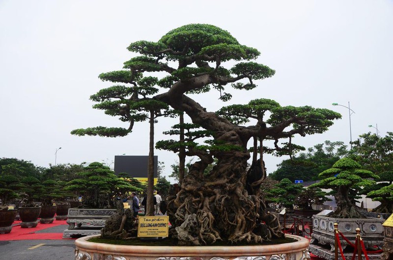 Loạt siêu cây cảnh dáng long "làm mưa làm gió" ở Việt Nam: Có cây được trả bằng 20 ô đất mặt đường lớn- Ảnh 5.