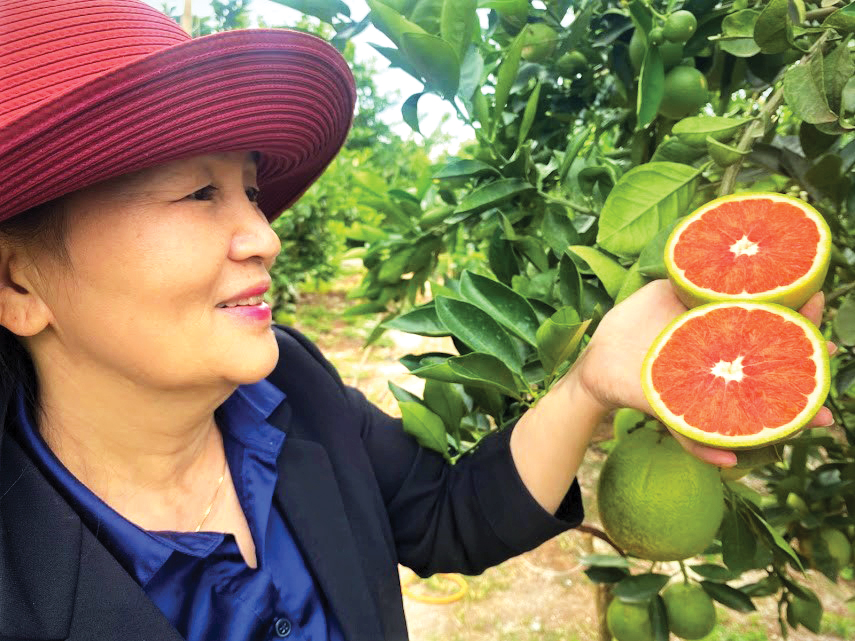 Trồng thứ cây ra trái ngon, bốn mùa đỏ ngọt ở Đắk Lắk, ước hái 30 tấn/ha, doanh thu sẽ đạt 1,5 tỷ đồng- Ảnh 2.