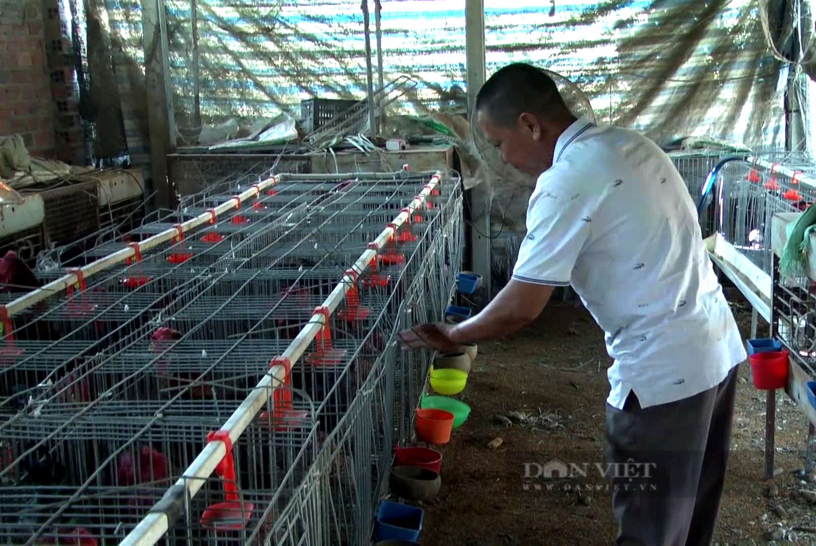 Gầy dựng trại nuôi gà “võ sĩ” thuần chủng, anh nông dân Tây Ninh kiếm tiền triệu mỗi con- Ảnh 1.