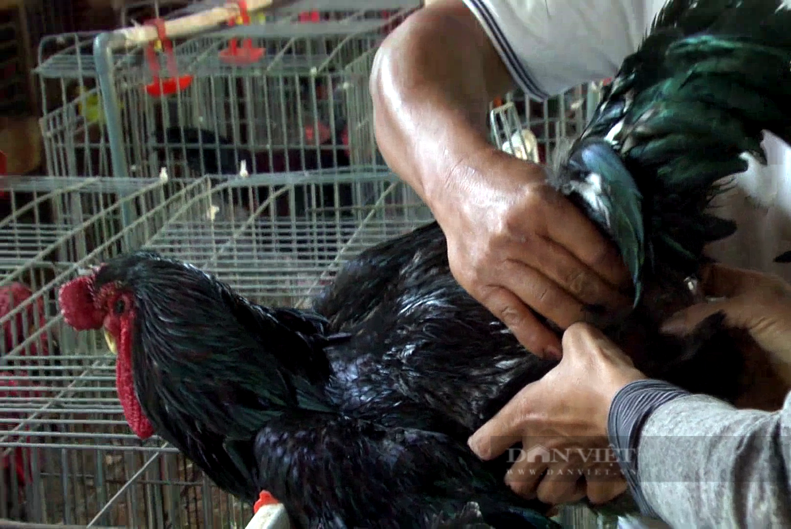 Gầy dựng trại nuôi gà “võ sĩ” thuần chủng, anh nông dân Tây Ninh kiếm tiền triệu mỗi con- Ảnh 3.