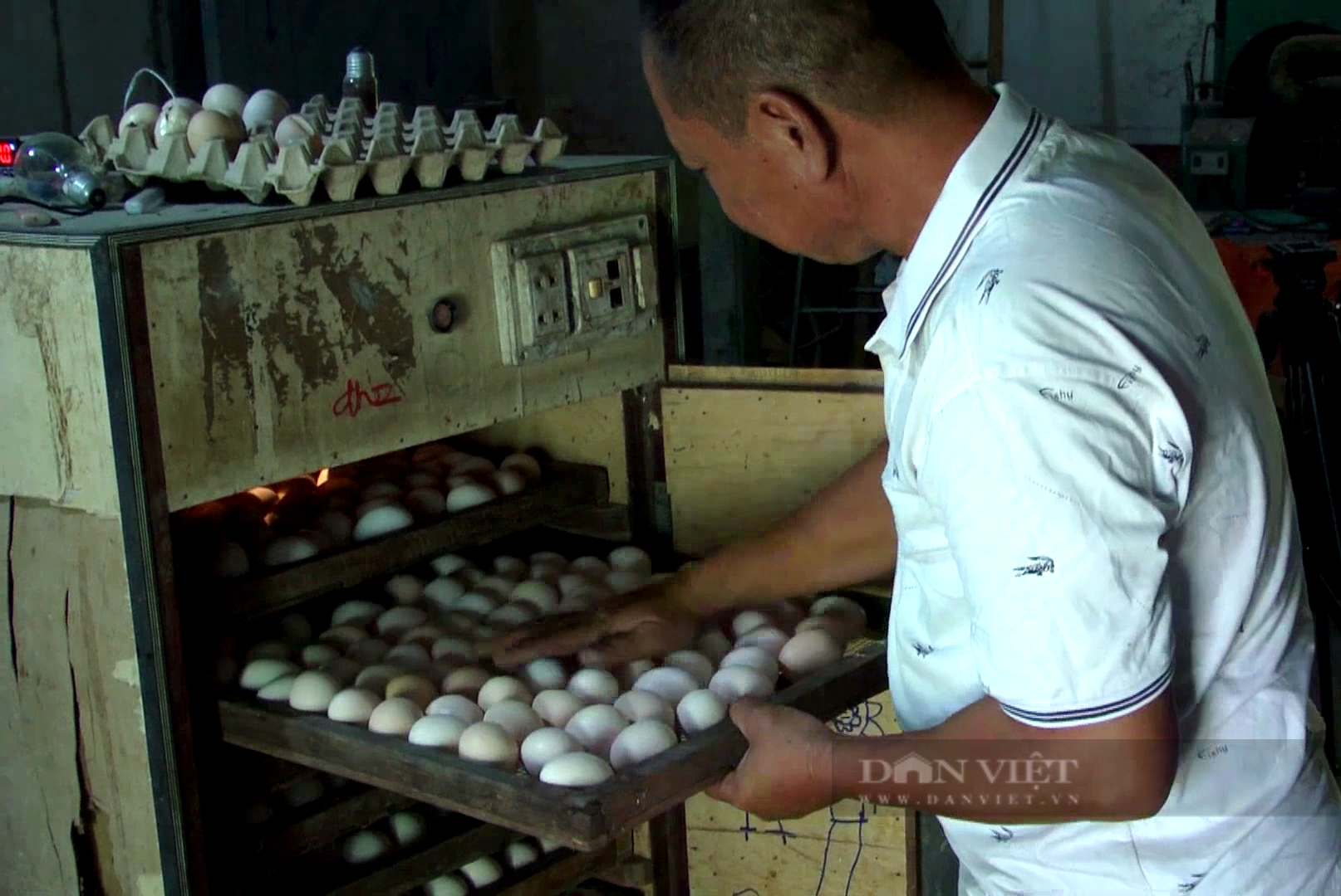 Gầy dựng trại nuôi gà “võ sĩ” thuần chủng, anh nông dân Tây Ninh kiếm tiền triệu mỗi con- Ảnh 7.