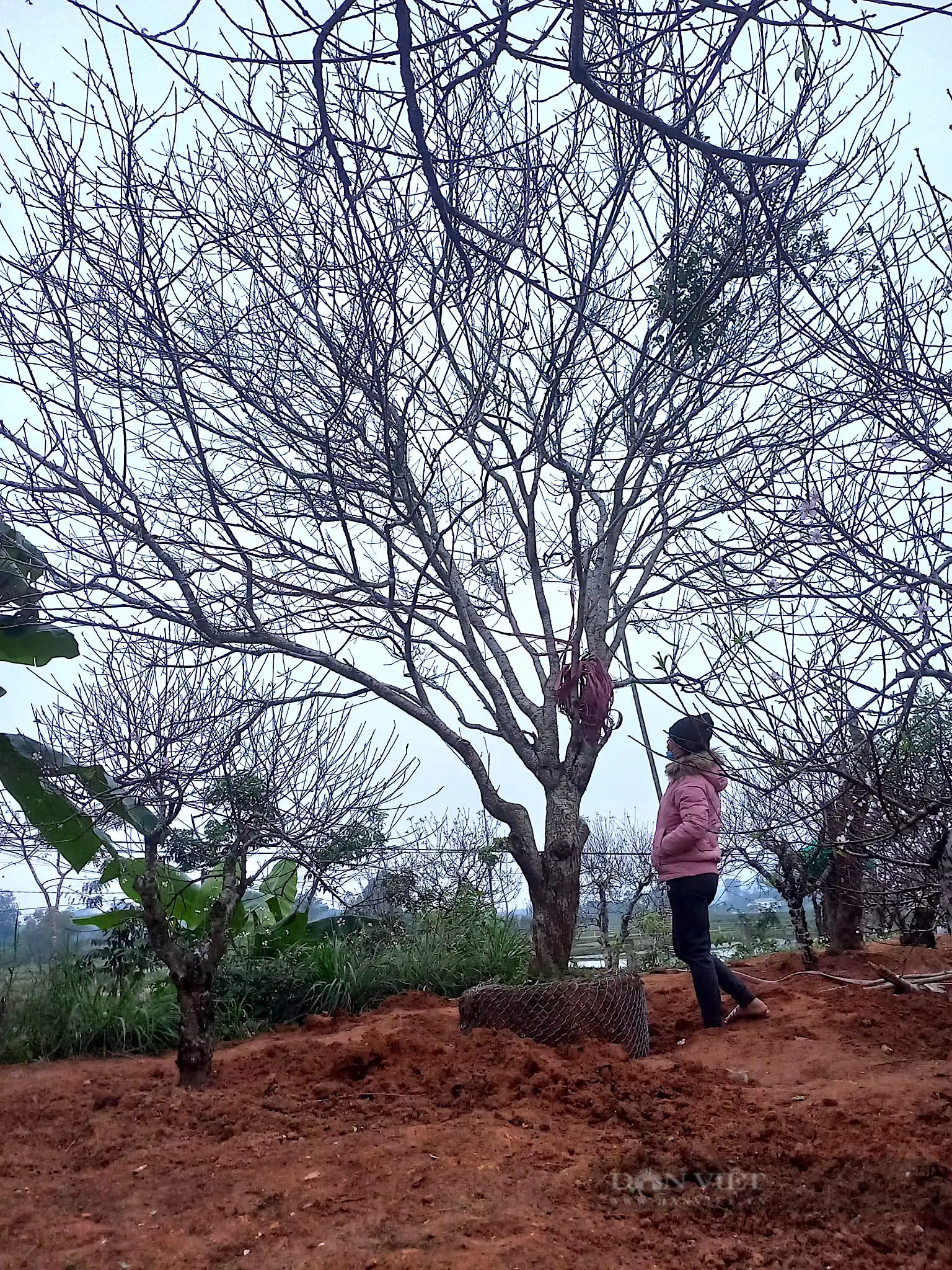 Một làng ở Nghệ An lại xuất hiện nhiều nhà khá, giàu nhờ trồng một loại cây báo hiệu mùa xuân- Ảnh 4.