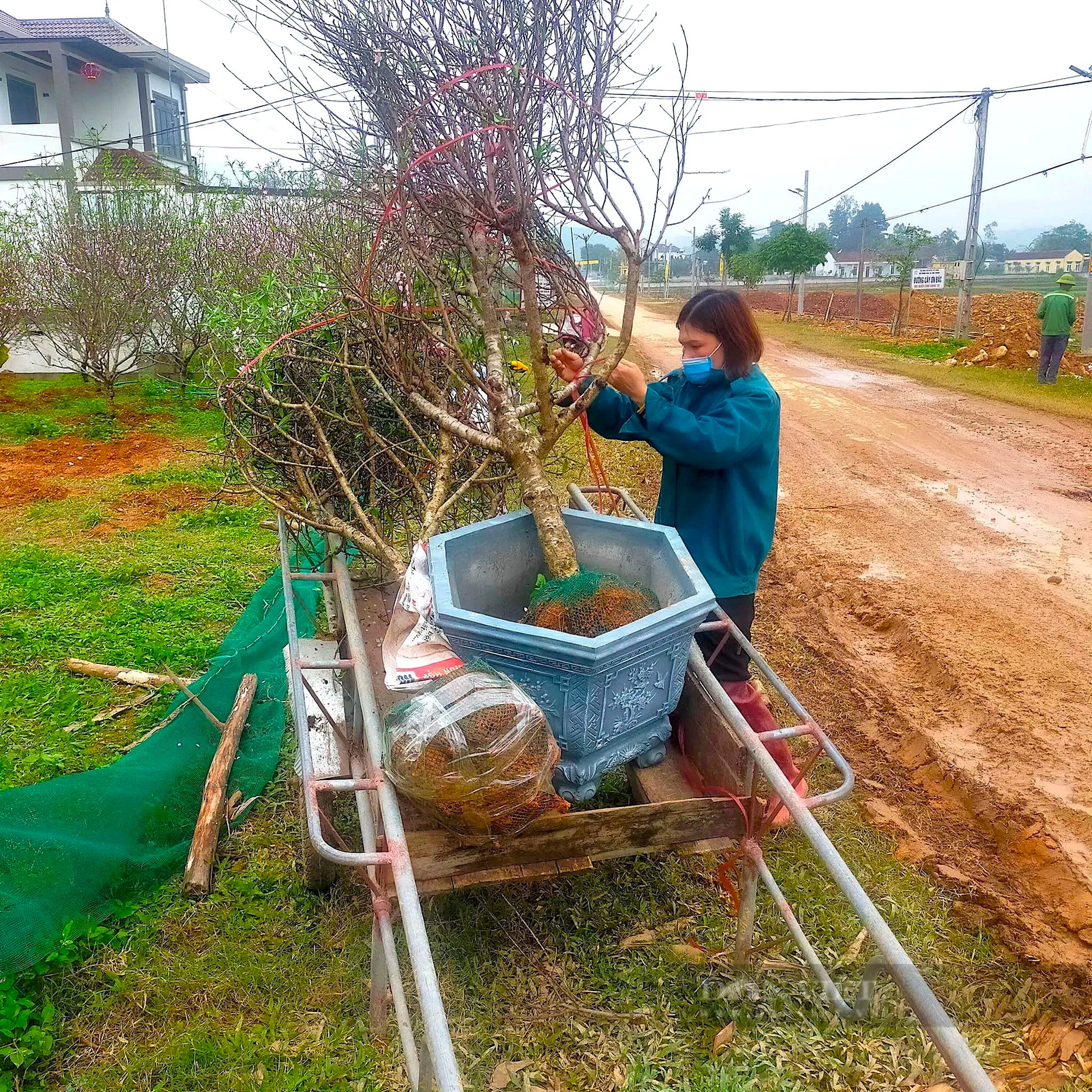 Một làng ở Nghệ An lại xuất hiện nhiều nhà khá, giàu nhờ trồng một loại cây báo hiệu mùa xuân- Ảnh 8.