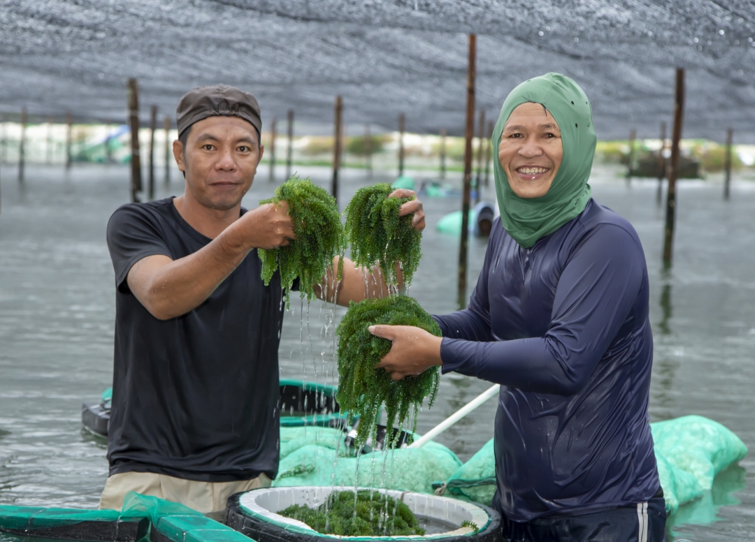 Cả làng ở Khánh Hòa "trồng rau" nước mặn, ăn giúp chắc xương, khỏe mắt, bán sang tận Mỹ, Nhật Bản- Ảnh 1.