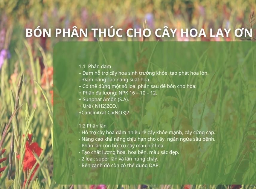 SỔ TAY NHÀ NÔNG: Hướng dẫn bón phân cho cây hoa lay ơn- Ảnh 1.