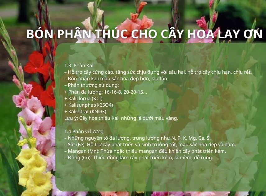 SỔ TAY NHÀ NÔNG: Hướng dẫn bón phân cho cây hoa lay ơn- Ảnh 2.