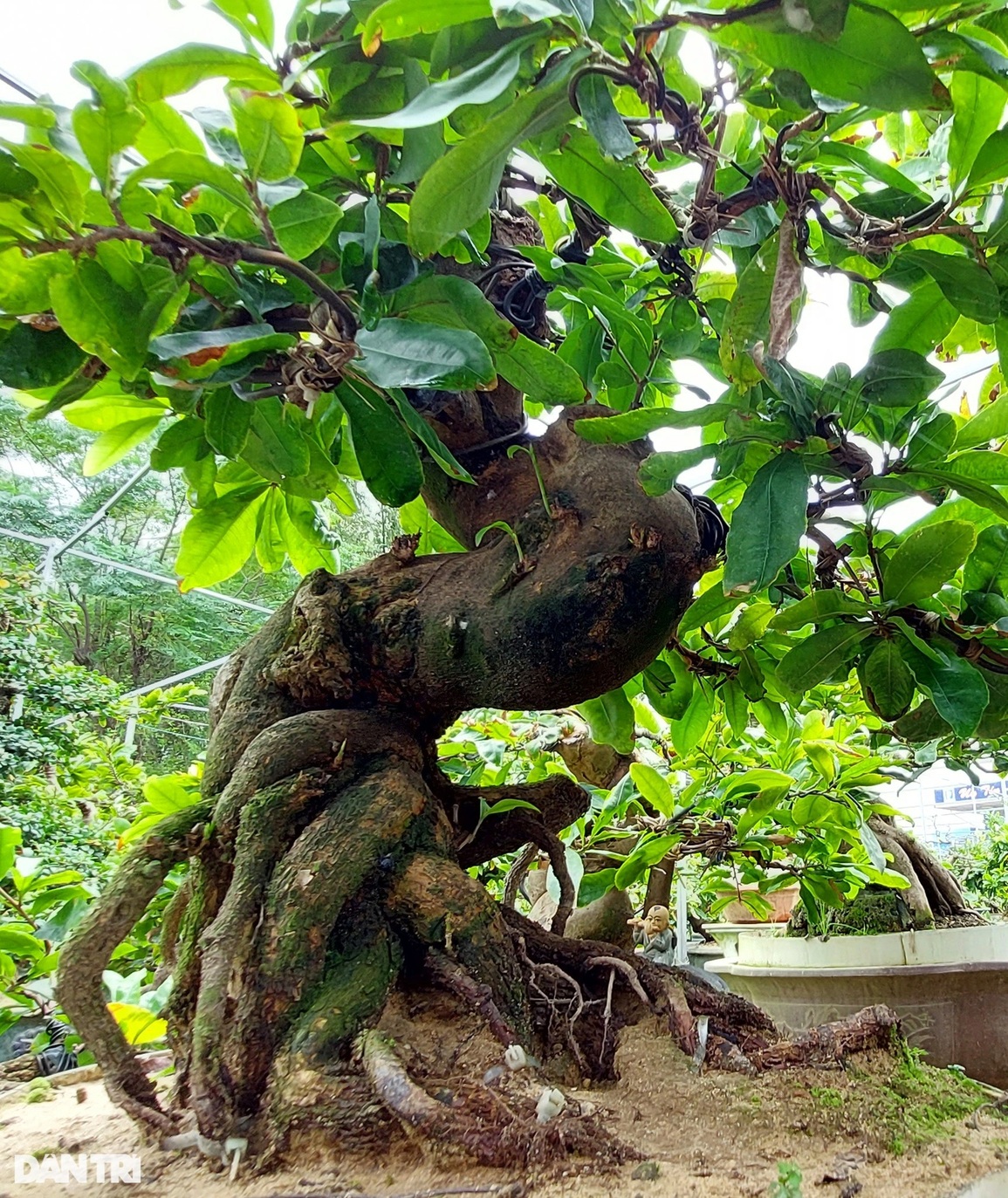Biến gốc mai vàng hết giá trị, bị chết ngọn, hỏng cành…  thành những cây cảnh bonsai độc đáo, thu bạc triệu- Ảnh 5.