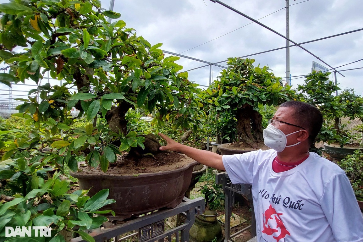 Biến gốc mai vàng hết giá trị, bị chết ngọn, hỏng cành…  thành những cây cảnh bonsai độc đáo, thu bạc triệu- Ảnh 1.