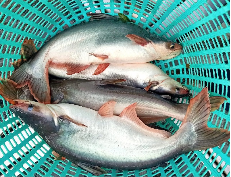 Giá cá tra tại thị trường Trung Quốc dự báo tăng- Ảnh 1.