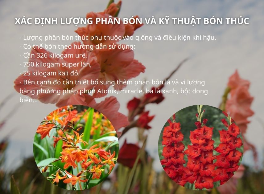 SỔ TAY NHÀ NÔNG: Hướng dẫn bón phân cho cây hoa lay ơn- Ảnh 3.