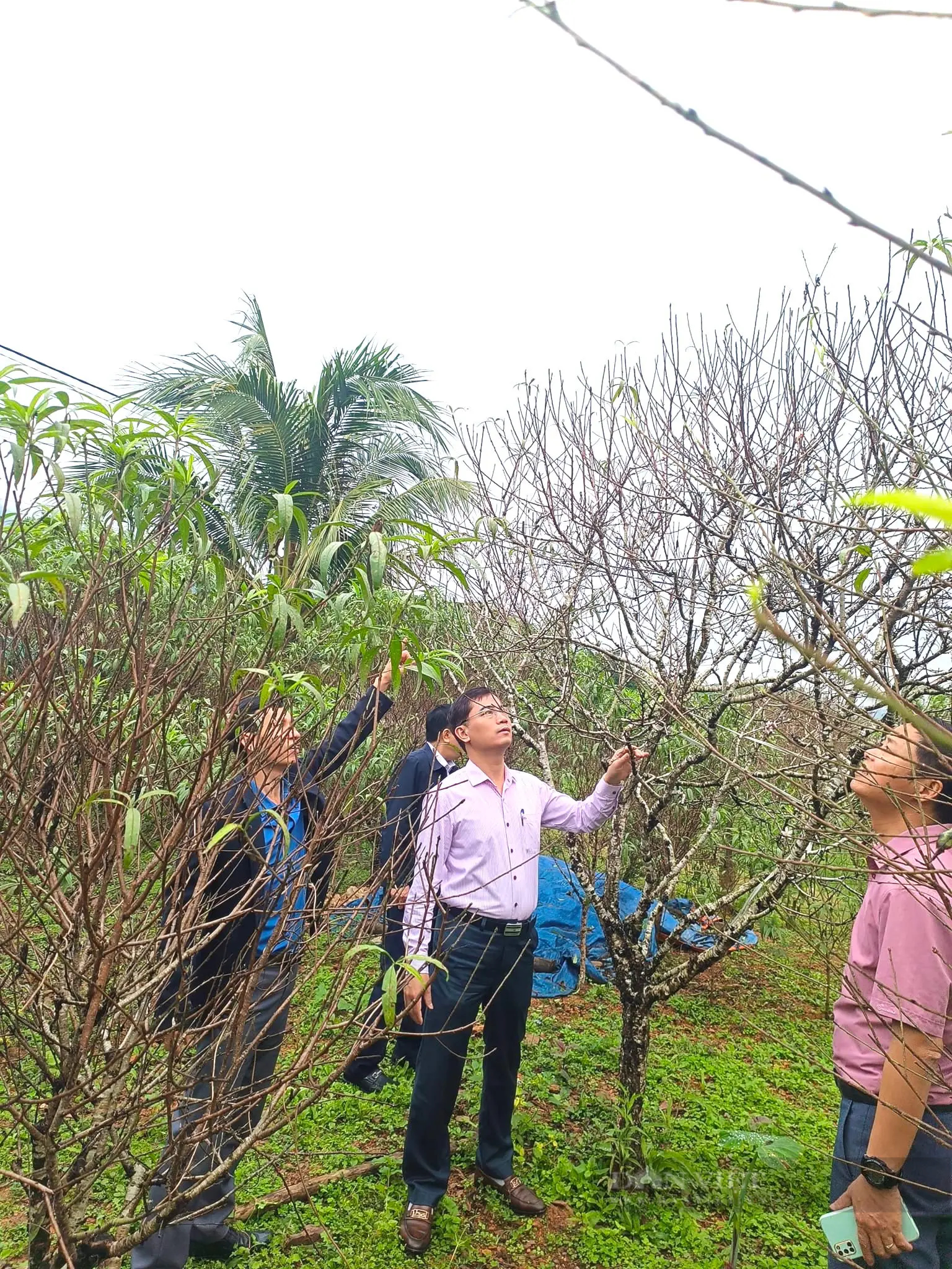 Một làng ở Nghệ An lại xuất hiện nhiều nhà khá, giàu nhờ trồng một loại cây báo hiệu mùa xuân- Ảnh 12.