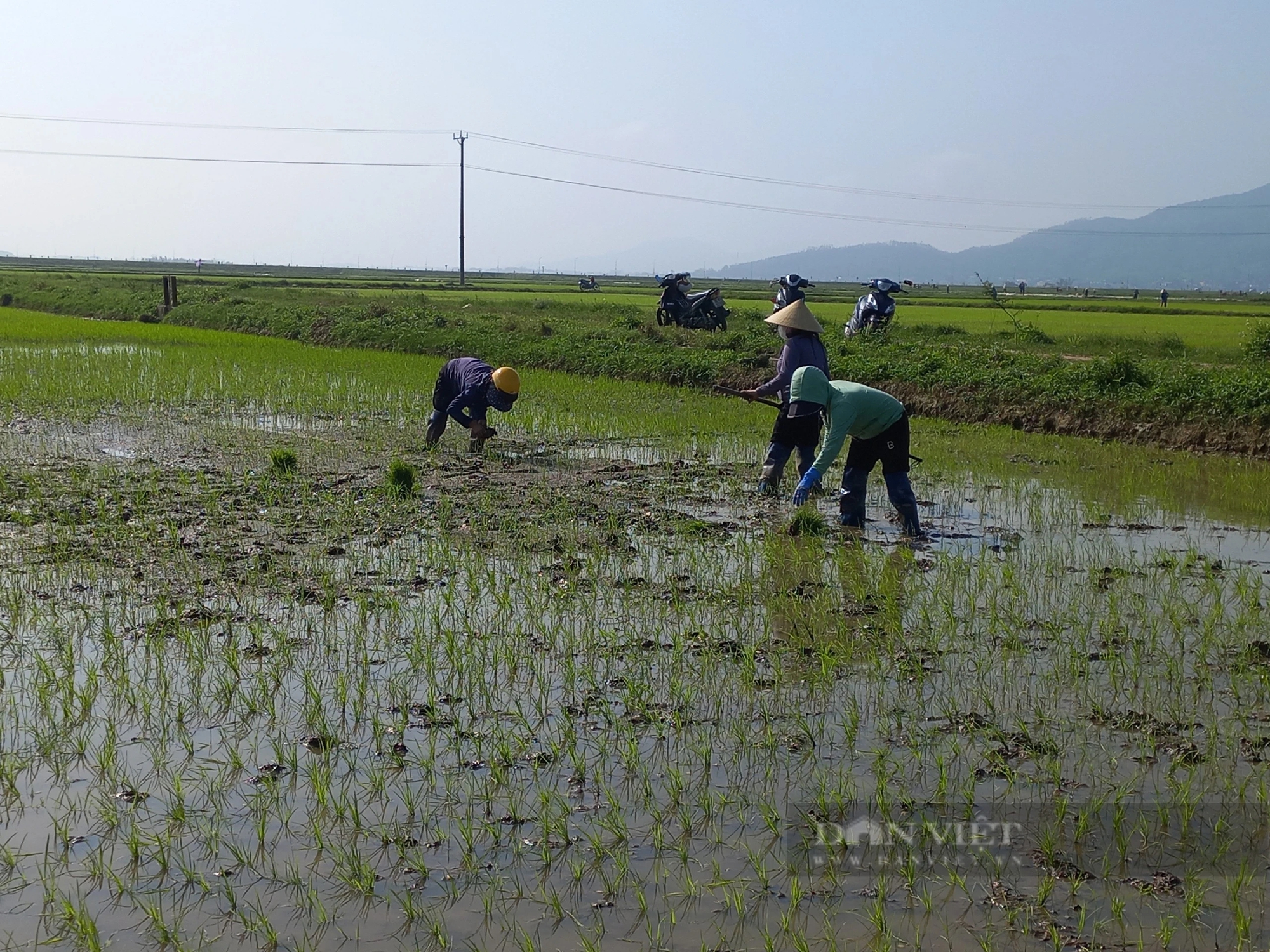 Ở Hà Tĩnh, lúa Xuân nơi hồi xanh, nơi dân đang cấy dặm dưới nắng ấm, xuống đồng thấy vui- Ảnh 3.