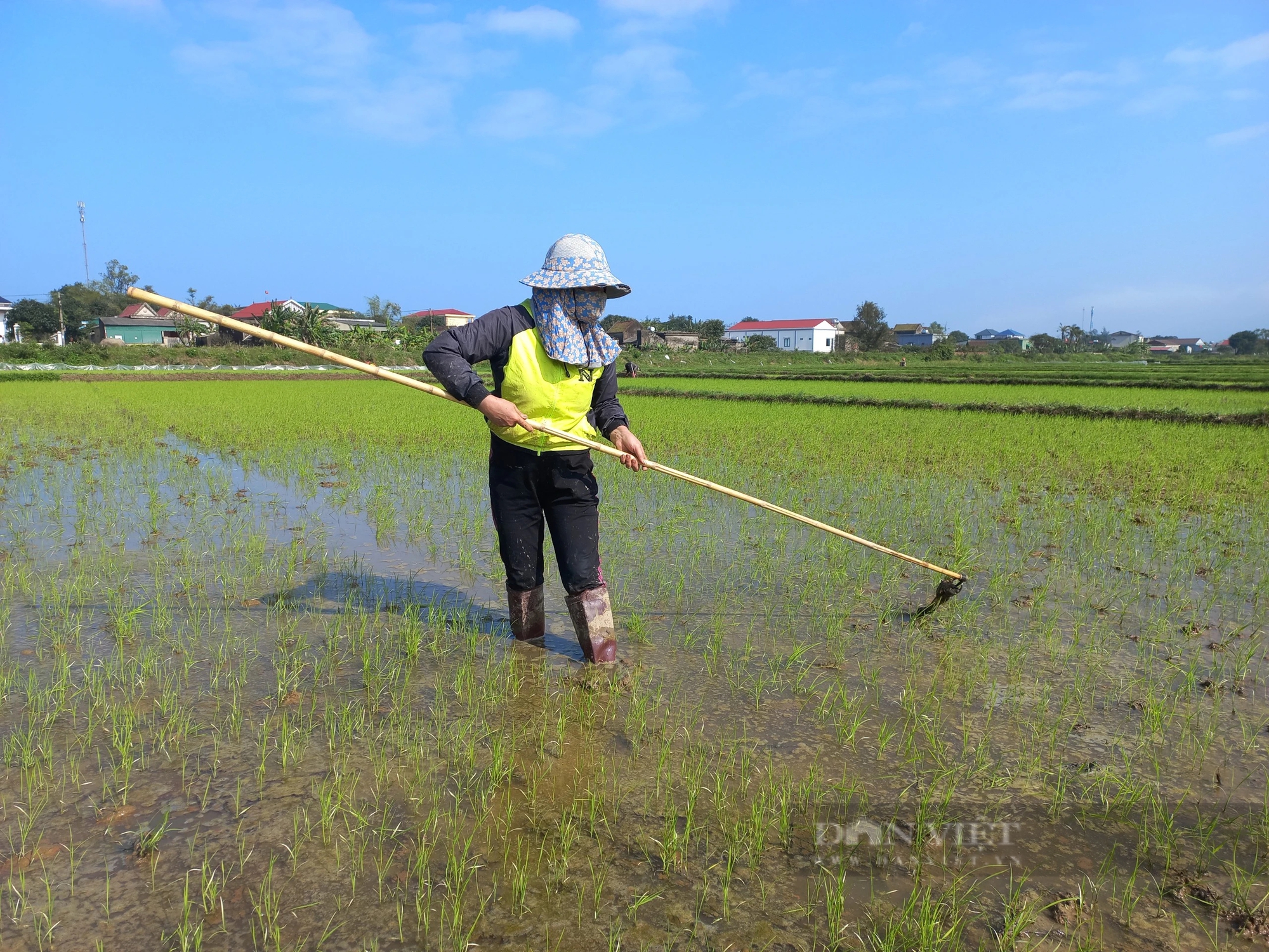 Ở Hà Tĩnh, lúa Xuân nơi hồi xanh, nơi dân đang cấy dặm dưới nắng ấm, xuống đồng thấy vui- Ảnh 6.