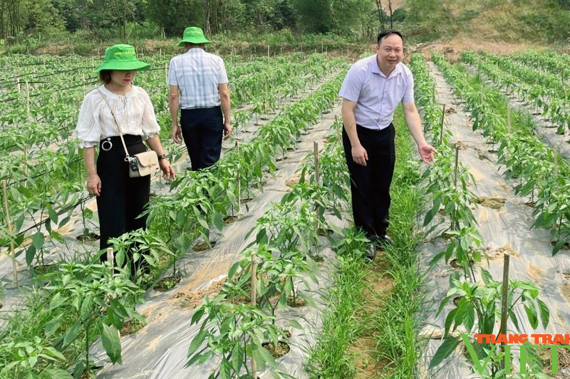 Nhân rộng mô hình kinh tế trong đồng bào dân tộc thiểu số ở Kim Bôi- Ảnh 1.