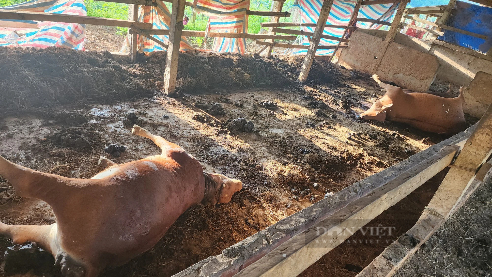 Hà Tĩnh: Bò nuôi chết bất thường ở huyện Hương Khê, cơ quan chức năng đang tìm nguyên nhân- Ảnh 1.