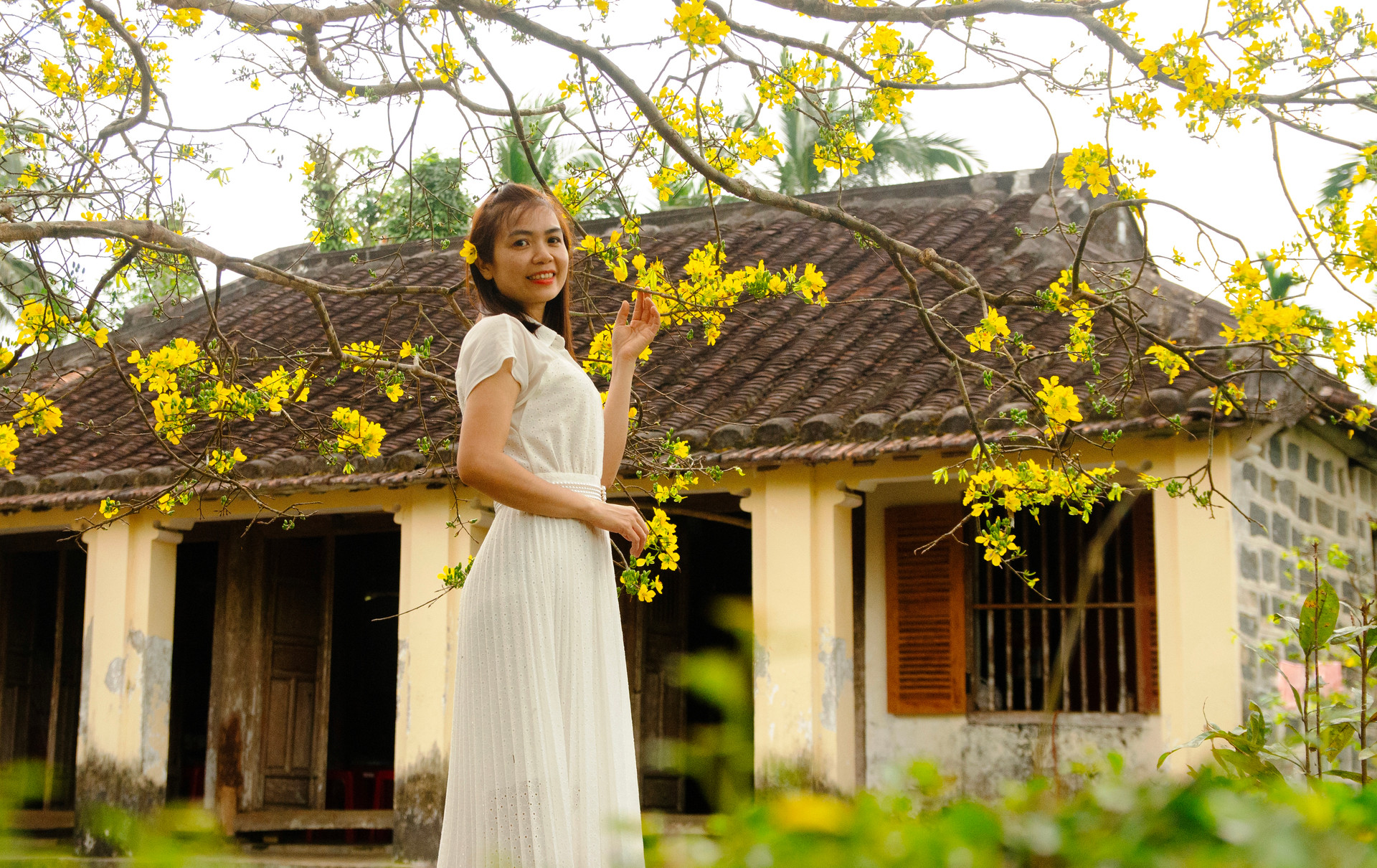 Cây mai vàng cổ thụ ở một làng cổ Quảng Nam, dân tình tha hồ chụp hình, quay phim- Ảnh 2.
