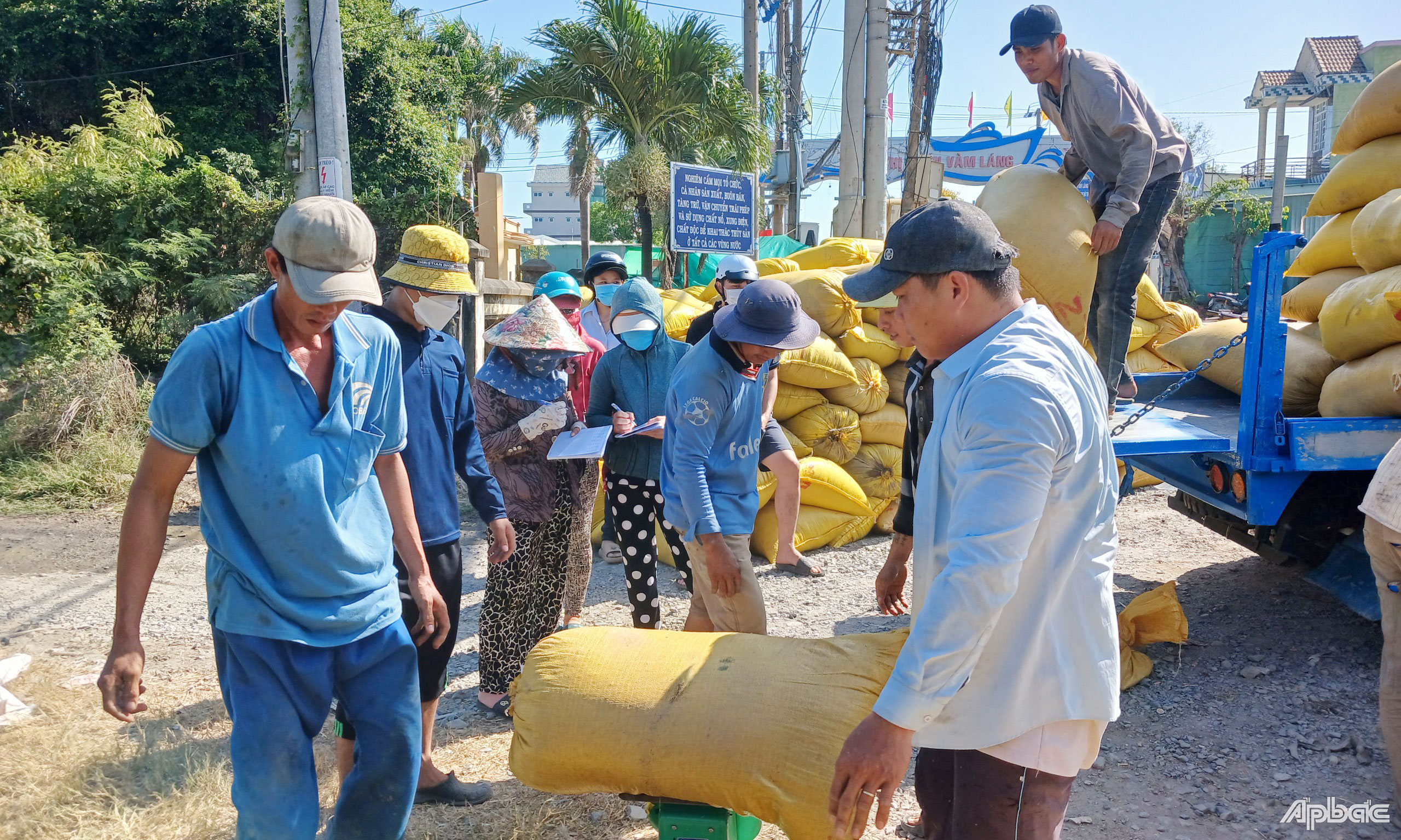 Giá lúa đông xuân cao nhất từ trước đến nay, có loại đạt 10.000 đồng/kg, nông dân Tiền Giang rộn ràng thu hoạch- Ảnh 2.