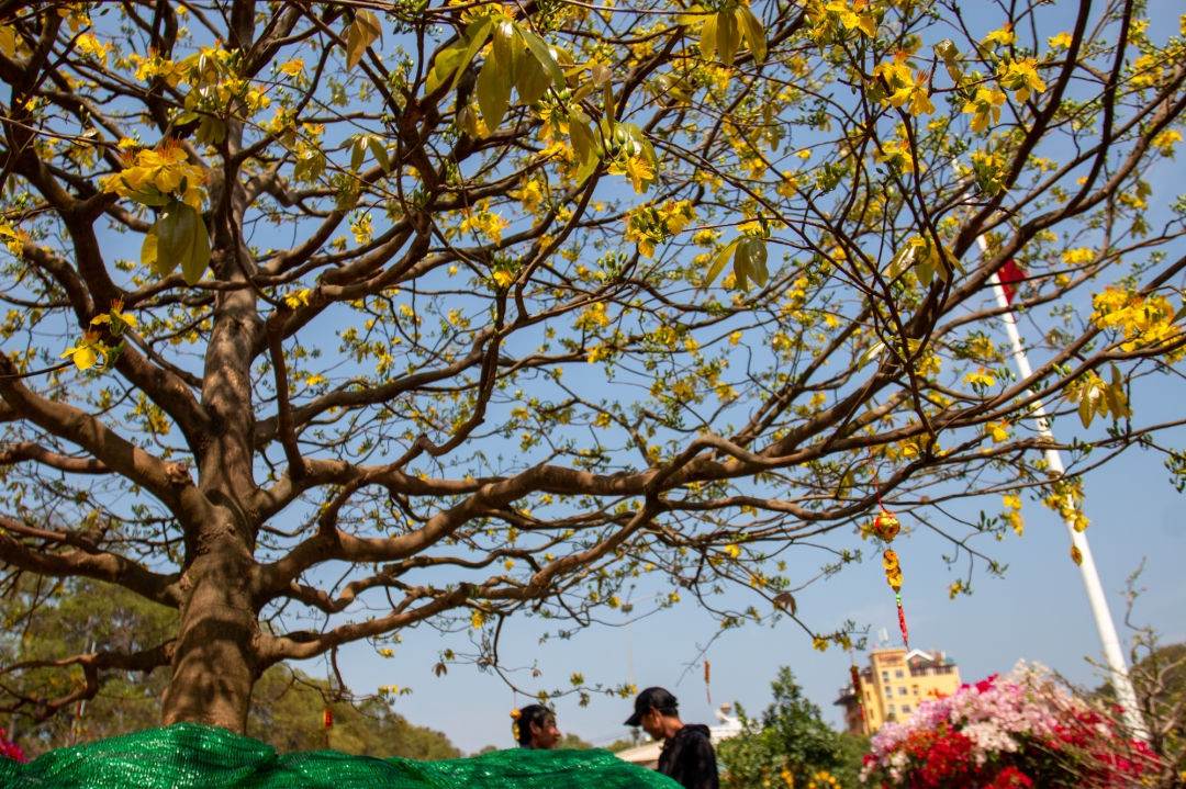 Cây mai vàng giá 1,3 tỷ ở Đắk Lắk, cùng xem lại hình ảnh đẹp trưng bày tại một chợ hoa tết- Ảnh 3.