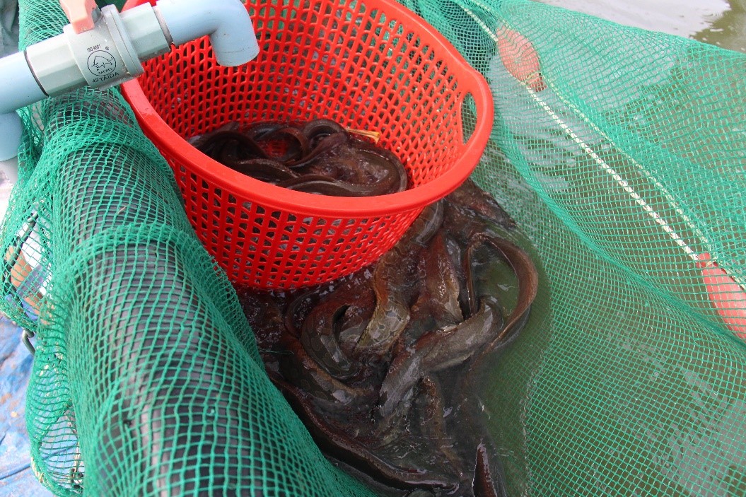 Nuôi loại cá dày đặc ví như "nhân sâm nước" ở bể lót bạt, nông dân Tây Ninh bán 220.000 đồng/kg- Ảnh 1.