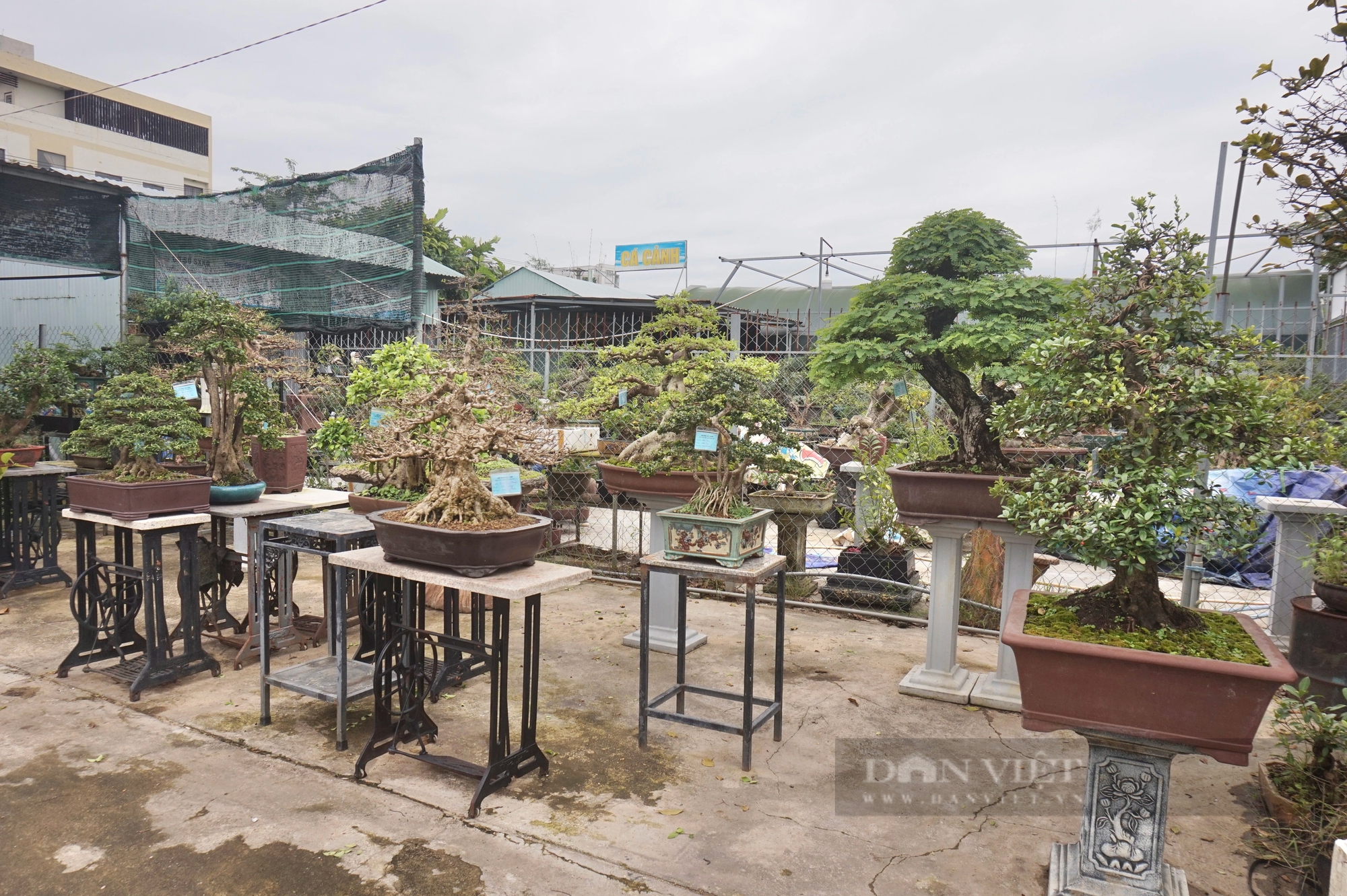 Vườn trồng cây cảnh toàn chậu bonsai độc lạ, một nông dân Đà Nẵng vừa làm vừa chơi lại rủng rỉnh tiền- Ảnh 3.