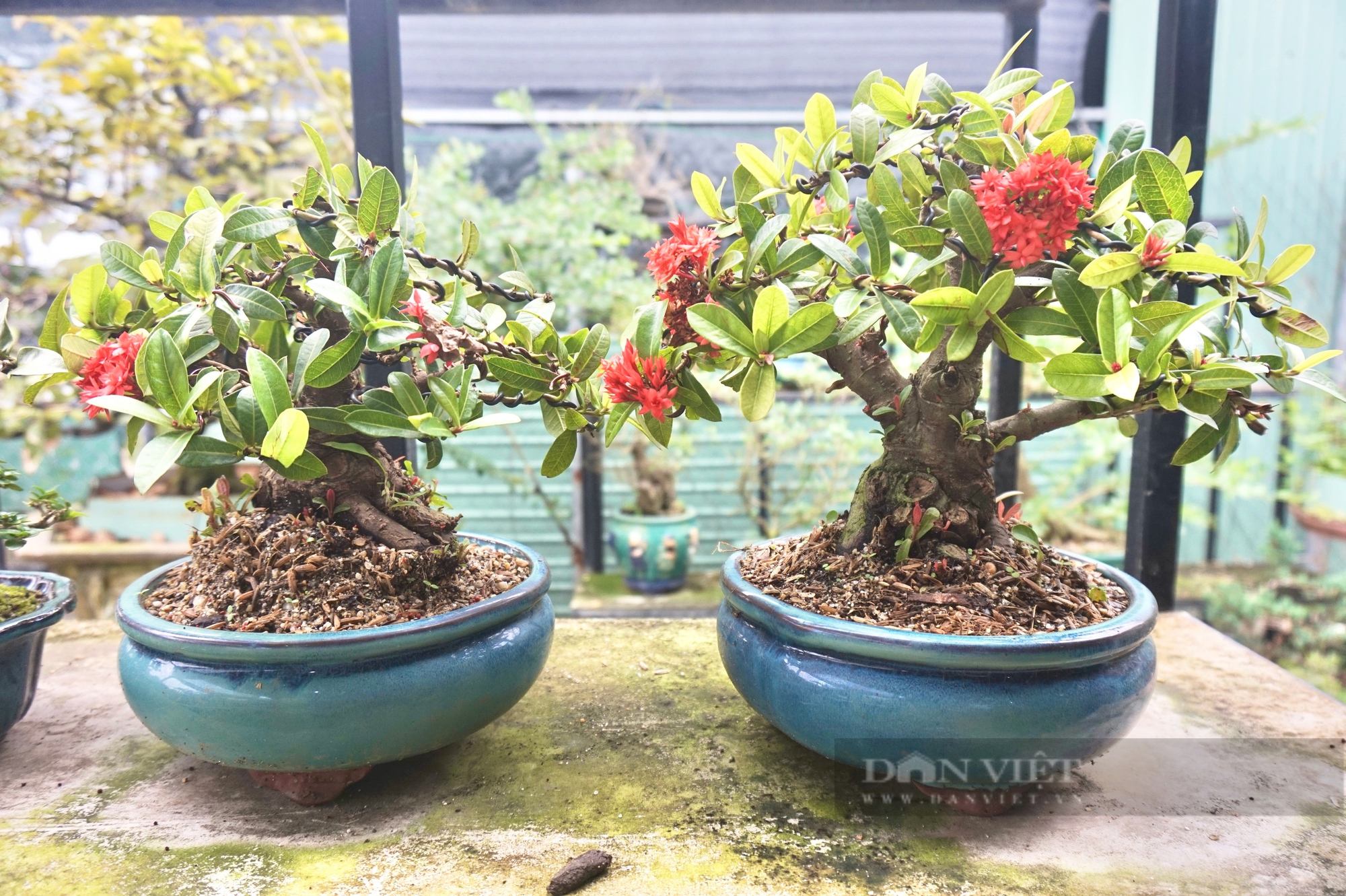 Vườn trồng cây cảnh toàn chậu bonsai độc lạ, một nông dân Đà Nẵng vừa làm vừa chơi lại rủng rỉnh tiền- Ảnh 9.