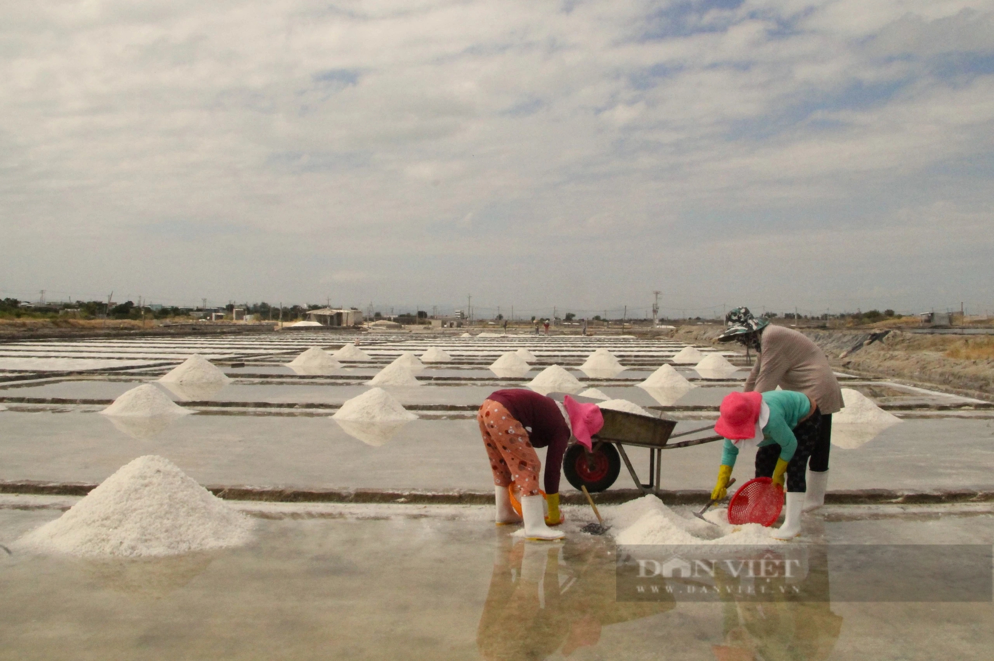 Diêm dân Ninh Thuận đầu năm ra đồng thu hoạch muối, ai cũng vui vì sản lượng tăng - Ảnh 3.