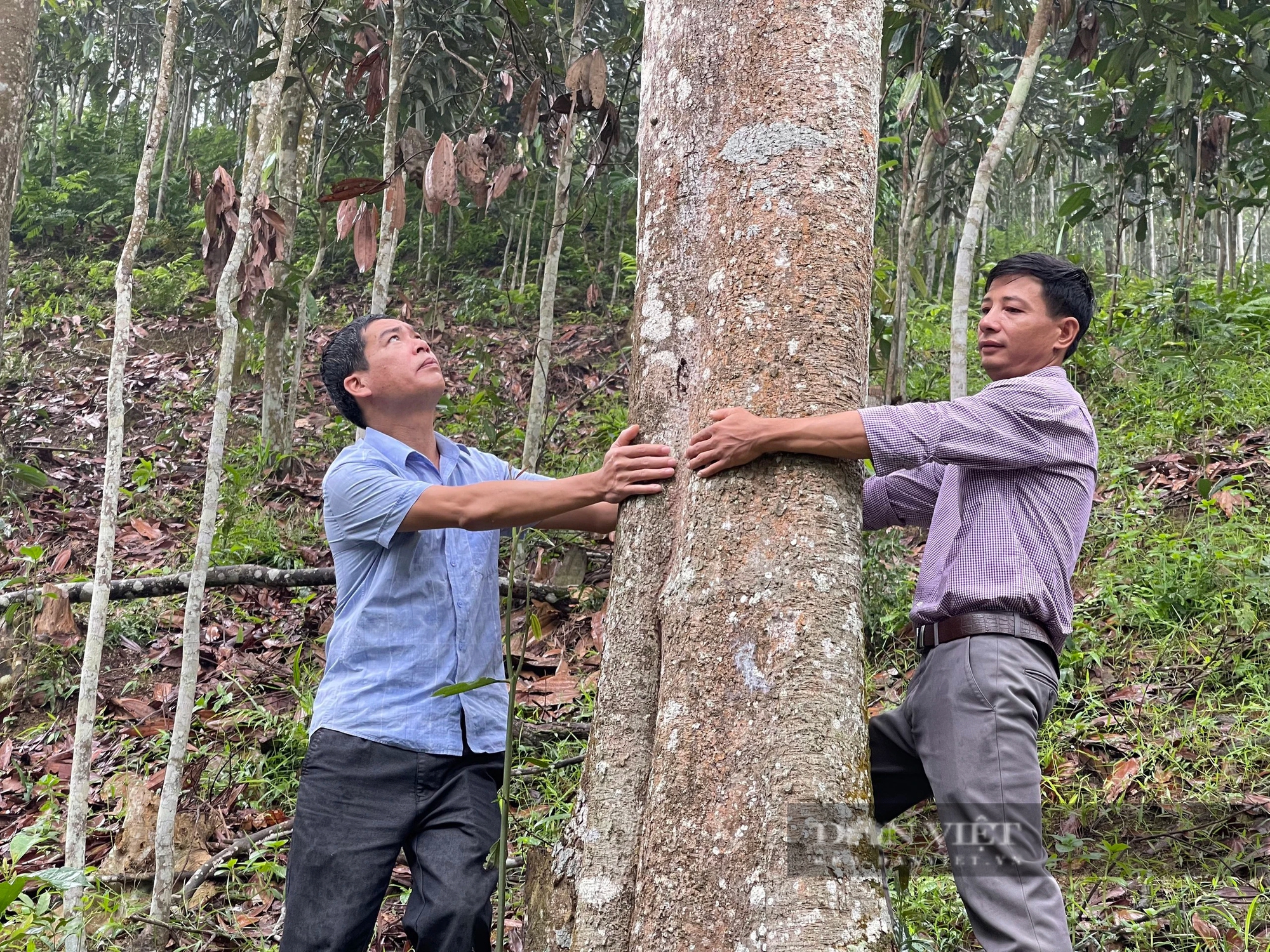Một huyện của tỉnh Yên Bái tìm cách bảo tồn nguồn gen loài cây mang lại nguồn thu 1.000 tỷ đồng/năm- Ảnh 3.