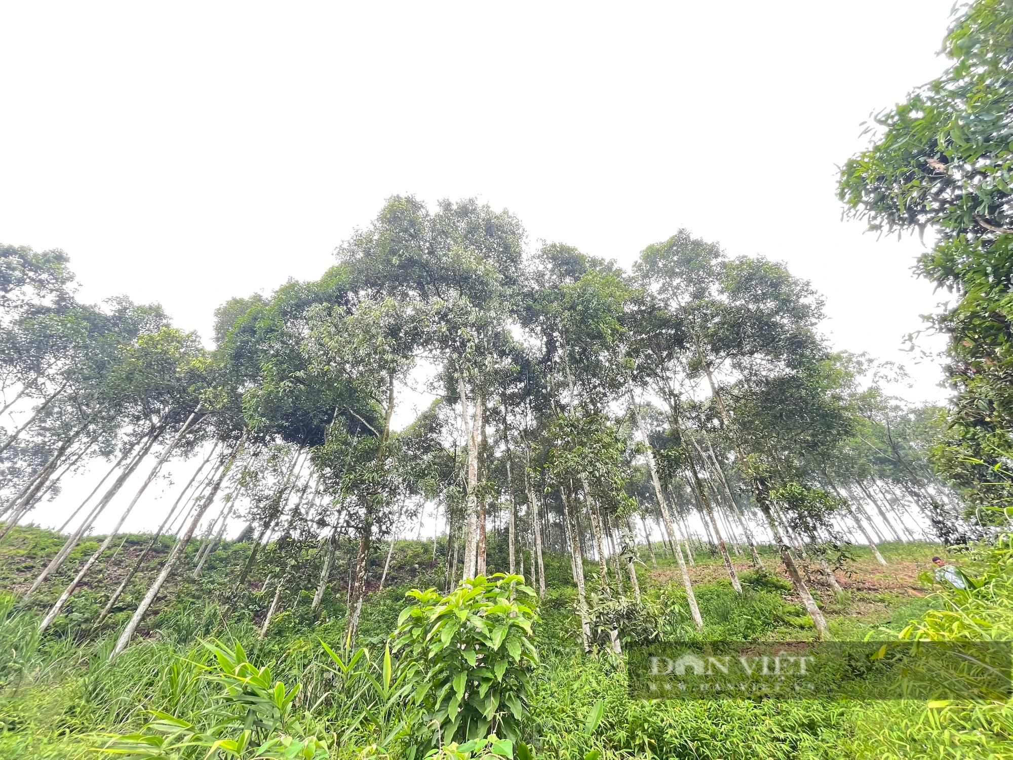 Một huyện của tỉnh Yên Bái tìm cách bảo tồn nguồn gen loài cây mang lại nguồn thu 1.000 tỷ đồng/năm- Ảnh 2.