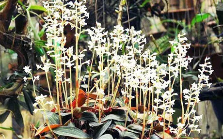 Chuyện lạ Gia Lai, vô một khu rừng trồng loài hoa lan rừng gì mà chả để làm cảnh, chỉ hái làm thuốc?
